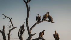 Falcon Safaris An Extraordinary Wild Adventure